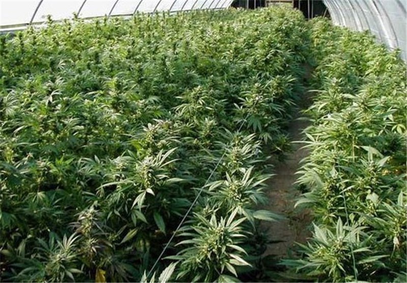 کشف مزرعه بزرگ کاشت کراس و ماری‌جوانا در بستان‌آباد/ ۳ انبار احتکار شکر در تبریز شناسایی شد