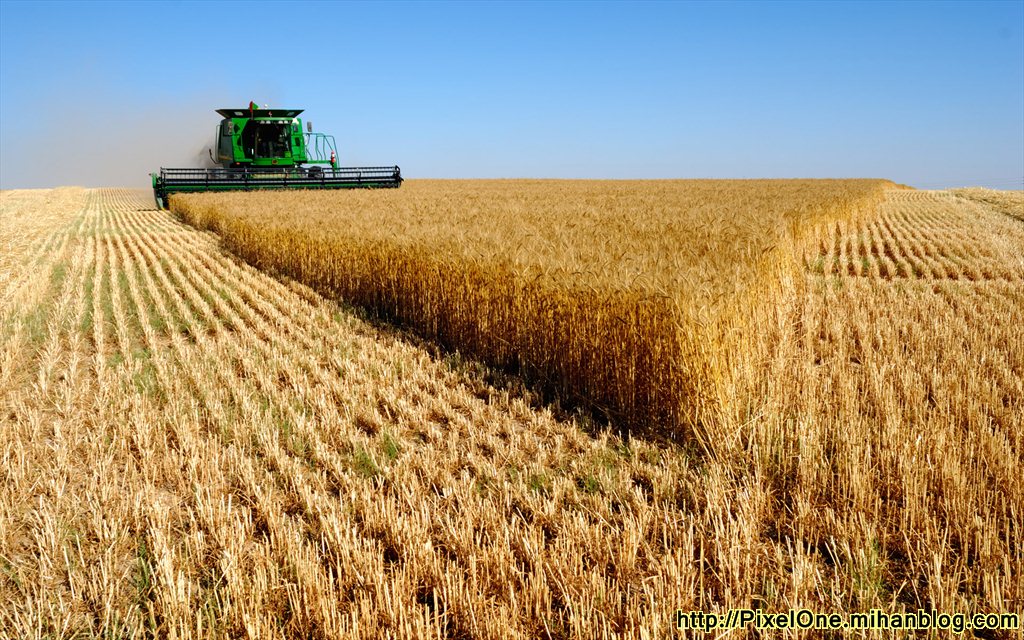 خرید بیش از ۴۵ هزار تن گندم در آذربایجان شرقی