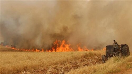 ﻿ آتش زدن مزارع؛ سلاح جدید داعش علیه دشمنان