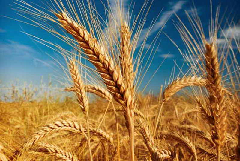 پیش‌بینی خرید بیش از ۶۰۰ هزار تن گندم در آذربایجان‌شرقی