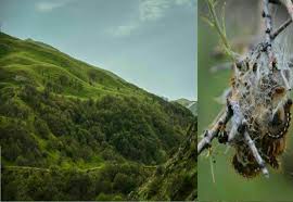 مبارزه با آفت پروانه‌ دُم قهوه‌ای جنگل‌های ارسباران نیازمند همکاری همه جانبه است