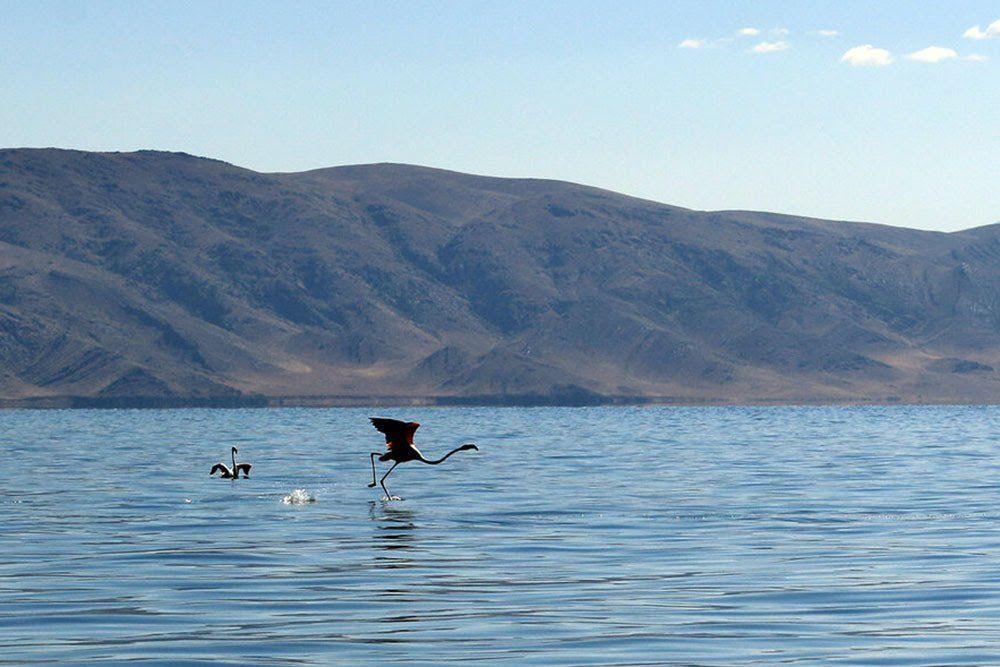 دولت گذشته در احیای دریاچه ارومیه سنگ تمام گذاشت