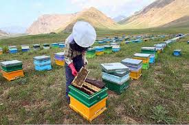 تلخ و شیرین “زنبورداری” در قطب تولید عسل ایران