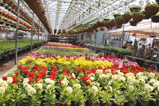 سالانه ۳۰ میلیون گل در آذربایجان‌شرقی تولید می‌شود