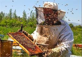 برآورد تولید ۱۳ هزار تن عسل در آذربایجان شرقی