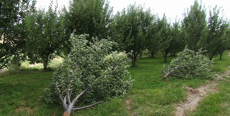 قطع شبانه درختان سیب در باغ‌های مراغه + تصاویر