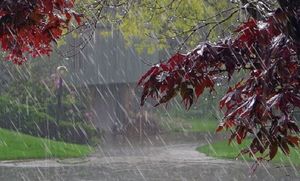 تداوم بارش باران بهاری در آذربایجان شرقی