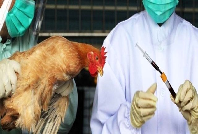 احتمال شیوع آنفلوانزای فوق حاد پرندگان در آذربایجان شرقی