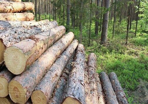 غارت درختان جنگل‌های آذربایجان!