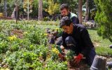 کاشت بیش از ۲ میلیون بوته گل پاییزی در تبریز آغاز شد