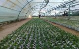 تولید ۵۵ هزار گلدان نشاء گل بهاره در گلخانه‌های شهرداری منطقه ۲
