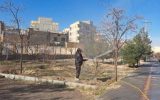اجرای عملیات سمپاشی درختان سطح حوزه شهرداری منطقه ۷