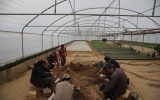 تولید بیش از ۲۸ هزار گلدان گل نشایی در گلخانه‌های منطقه ۷ تبریز