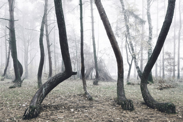 ماجرای عجیب جنگل «کج» لهستان (+ عکس)