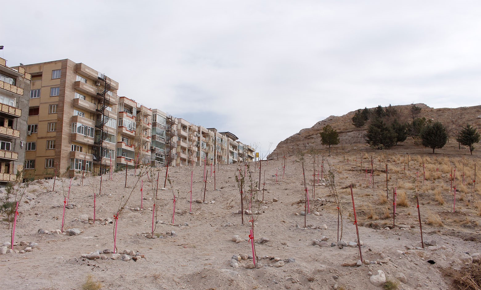 کاشت بیش از ١٠٠٠ اصله نهال توسط معاونت خدمات شهری منطقه دو با مشارکت شهروندان