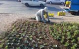 جلوه گری ۶۰ هزار گل پاییزی در غرب و شمال‌غرب تبریز