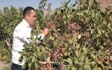 سطح زیرکشت پسته در آذربایجان شرقی از ۳ هزار هکتار گذشت سطح زیرکشت پسته در آذربایجان شرقی از ۳ هزار هکتار گذشت