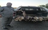 دستگیری شکارچیان غیرمجاز در چاراویماق