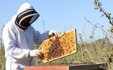 آغاز برداشت عسل از زنبورستان های هشترود آغاز برداشت عسل از زنبورستان های هشترود
