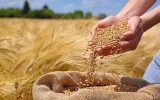 استفاده از بذور اصلاح شده موجب افزایش درآمد گندم‌کاران و کیفیت نان می‌شود