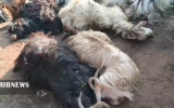 تلف شدن ۶۰ راس بُز بر اثر حمله گرگها در هوراند تلف شدن ۶۰ راس بُز بر اثر حمله گرگها در هوراند