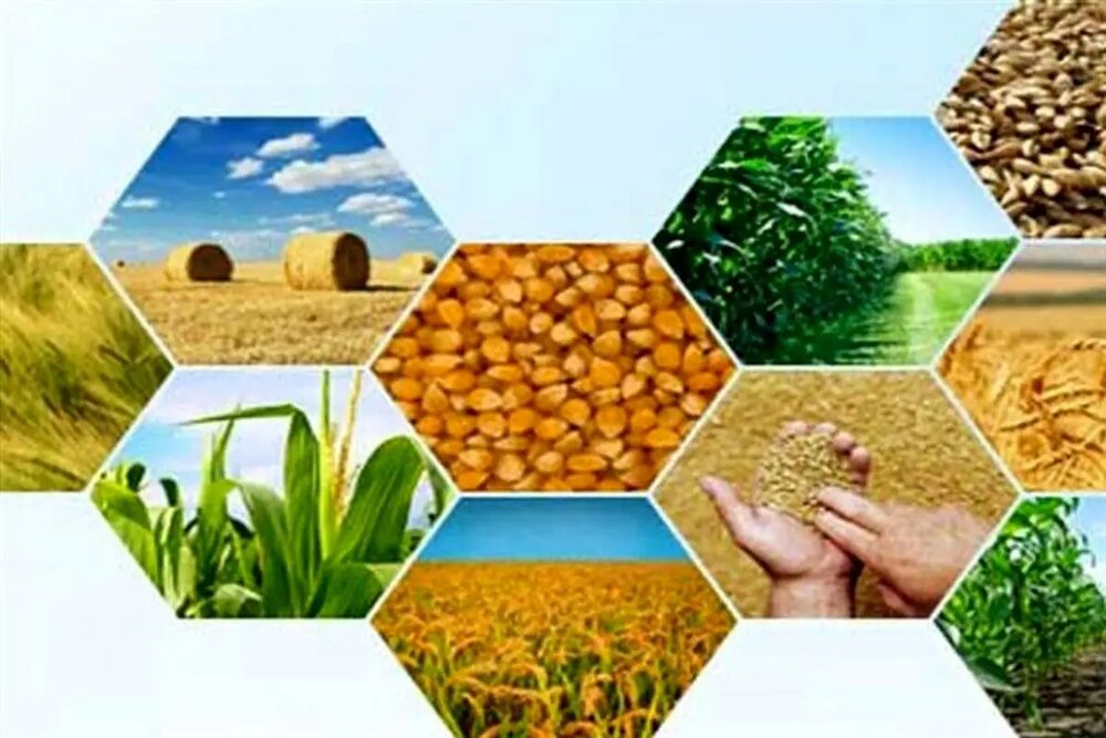 آخرین وضعیت تولیدات کشاورزی آذربایجان‌شرقی در پی خشکسالی و کاهش بارندگی