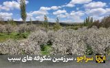 فیلم|سراجو، سرزمین شکوفه های سیب