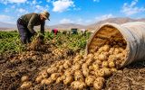 عجب‌شیر رتبه اول کشت و تولید سیب‌زمینی آذربایجان‌شرقی را دارد