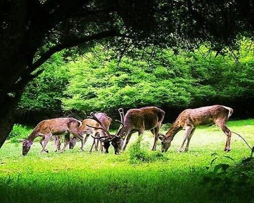 بازگشت باشکوه مارال به جنگل های ارسباران پس از ۳۰ سال