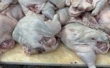 کشف و ضبط بیش از ۱۰ تن گوشت مرغ غیربهداشتی و پلمپ واحد متخلف در آذربایجان شرقی