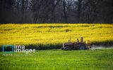 افزایش تولید دانه های روغنی،گام بلند بخش کشاورزی و صنایع غذایی برای اطمینان در بازار مصرف افزایش تولید دانه های روغنی،گام بلند بخش کشاورزی و صنایع غذایی برای اطمینان در بازار مصرف