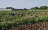 برداشت ۱۸ هزار تن سیر از مزارع آذرشهر