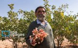 فیلم| درخشش مرند در تولید طلای سبز