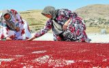 سماق هوراند در مسیر بازارهای جهانی؛ ثبت ملی و نشان لیسیوم در راه است