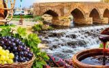 جشنواره انگور و دوشاب ملکان اهمیت اقتصادی و فرهنگی دارد