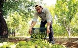 باغات گردوی عجب شیر نیازمند نوسازی است