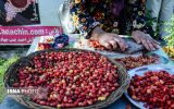 آیین افتتاحیه نخستین جشنواره استانی زغال اخته و سماق ارسباران – تبریز
