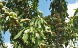 تولید بادام آذربایجانشرقی به ۱۴ هزار تن میرسد/توسعه ارقام دیرگل برای مهار خسارت سرما تولید بادام آذربایجانشرقی به ۱۴ هزار تن میرسد/توسعه ارقام دیرگل برای مهار خسارت سرما